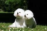 BICHON FRISE 596